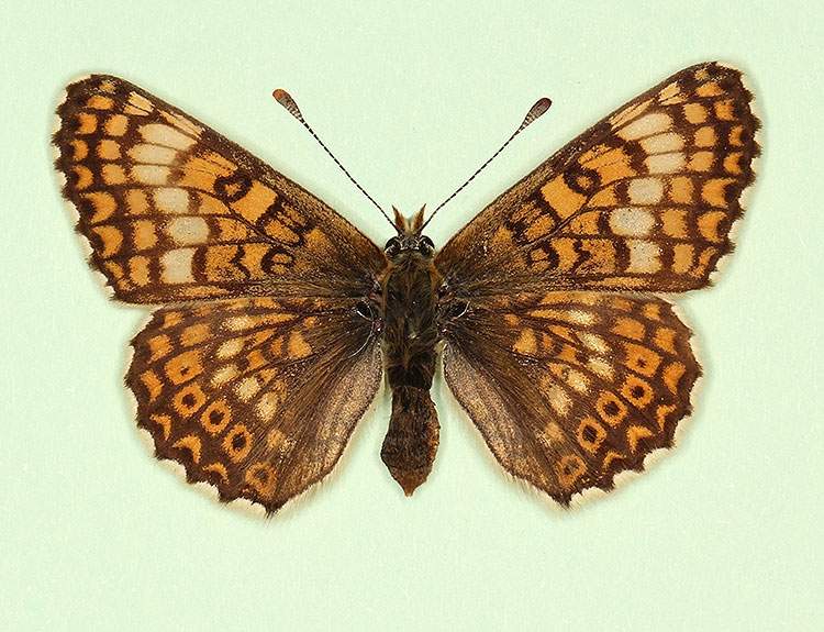 Melitaea cinxia female (aberrant form pallida) (Internet Image property of respective owner, non-commercial use only)